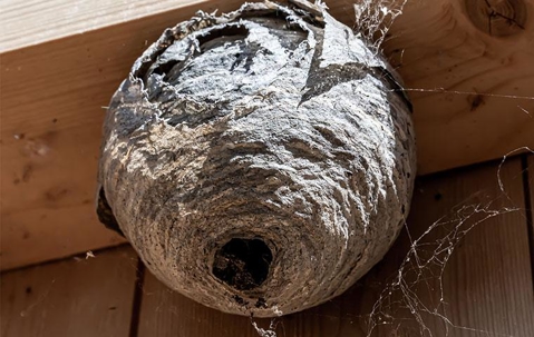 Wasp's nest on a wooden beam.