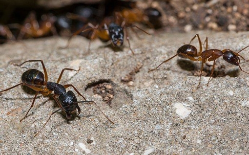 a few carpenter ants crawling around on the ground