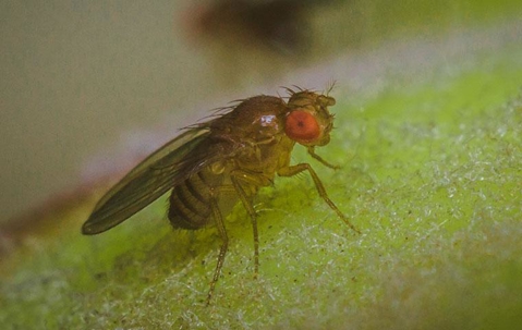 close up of fruit fly