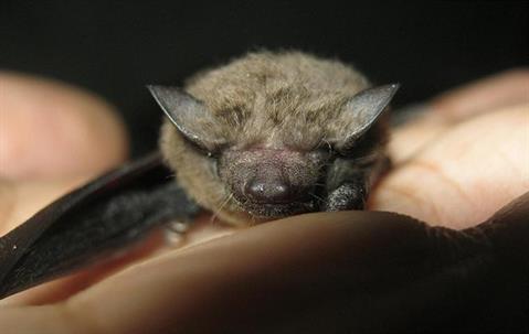 Bat resting on someone's hand.