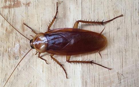 a cockroach on wood paneling