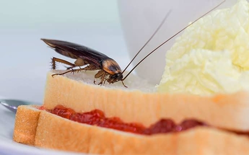 a cockroach feasting in a Kittitas kitchen