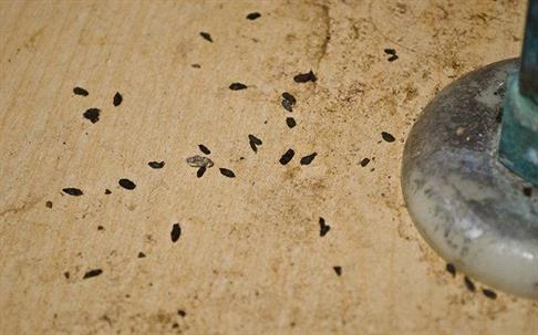 rodent infestation in home