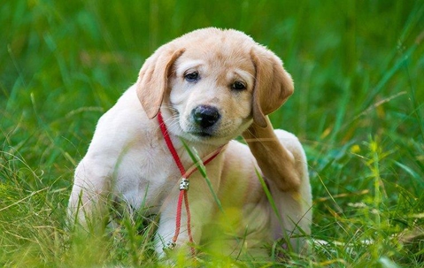 puppy scretching fleas