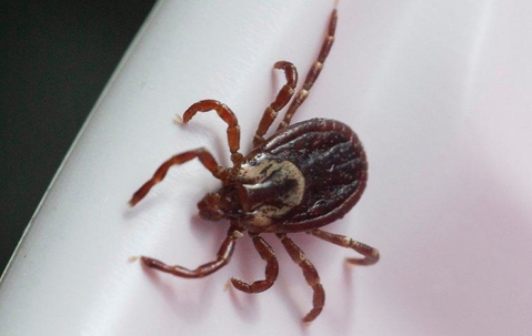 dog tick crawling