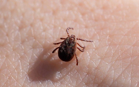 dog tick on a hand
