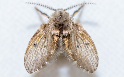 drain fly on white background