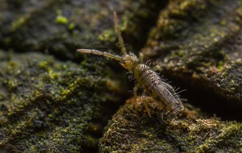 springtail on rocks