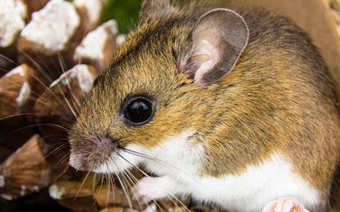House Mouse on a pine cone.