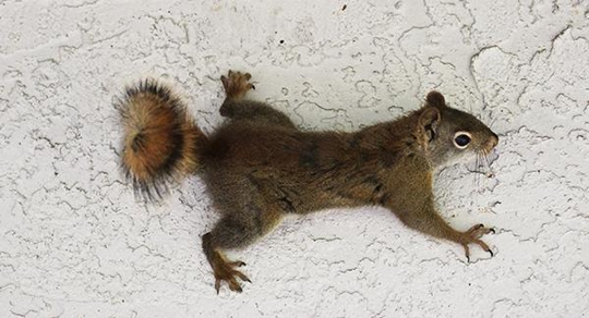 Squirrel crawling on the wall.