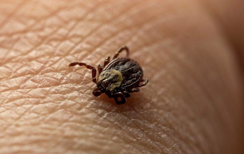 Tick crawling on someone's skin.