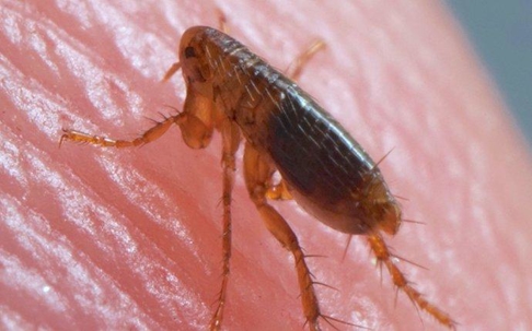 flea crawling on skin up close