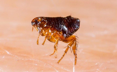 up close image of a flea jumping on human skin