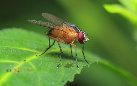 Fruit fly on a leaf