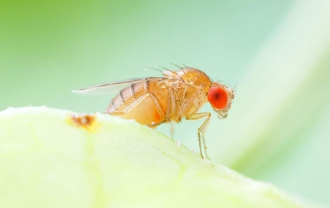 fruit flies with red eyes