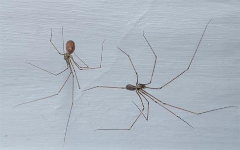 Two Cellar Spiders crawling on a wall.