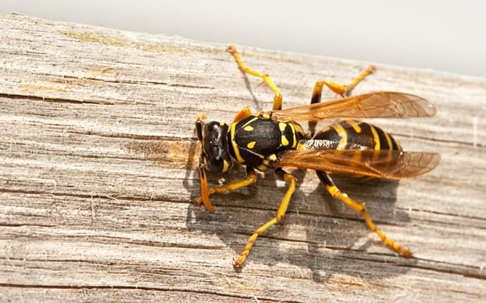 a yellow jacket on a wooden structure along a kittitas washington  property on a sunny day in late summer