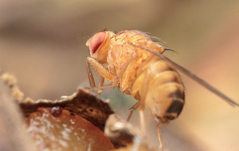 fruit fly on food