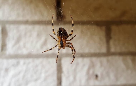 Spider in its web at a basement.