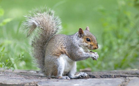 grey squirrel eating food