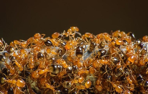 Pharaoh Ant infestation.