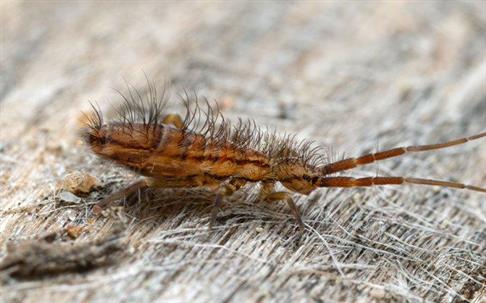 springtail crawling on a fence post