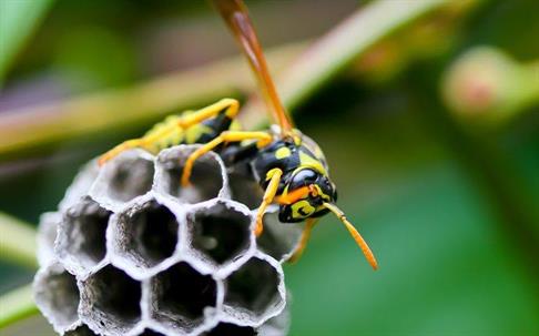 A paper wasp crawling on a next in a tree