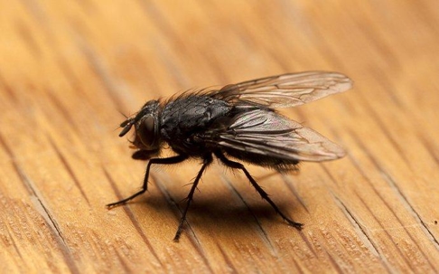 house fly landing on kitchen table