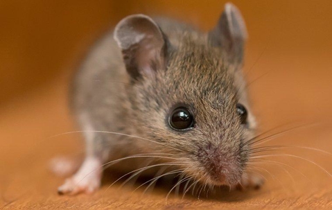 House mouse