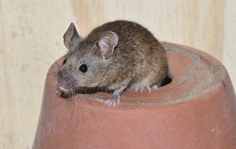 House mouse crawling on pot