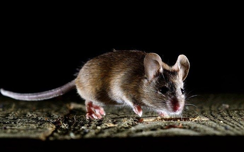 house mouse in home at night