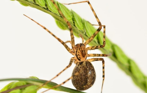 house spider on leaf