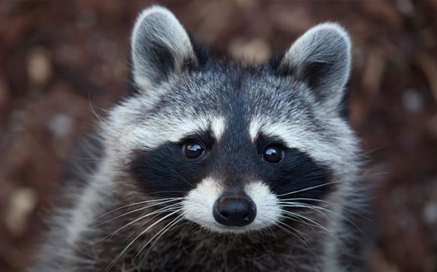A racoon in a kittitas washington state yard during late fall