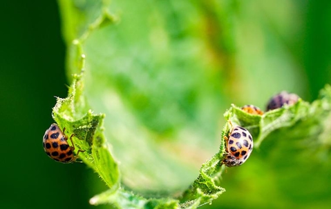 Ladybugs eating a leaf.
