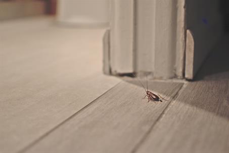 cockroach inside the home