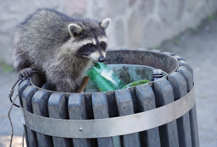 raccoon in garbage can
