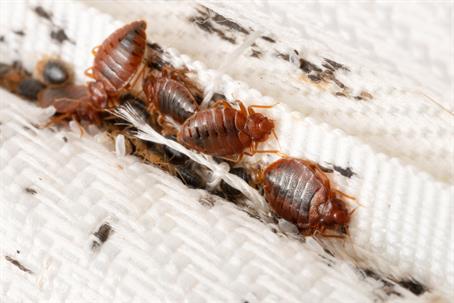 bed bugs in mattress