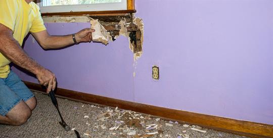 Termite damage on walls in home