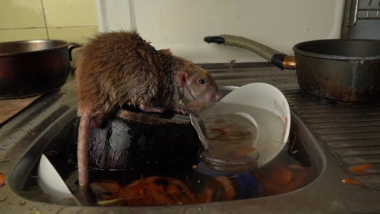 rat in dirty sink