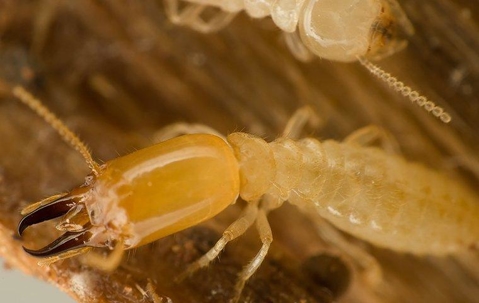 a termite crawling on damaged wood
