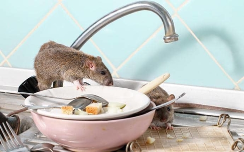 rodent on kitchen counter in central washington
