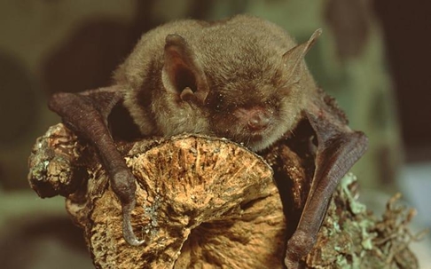 a little brown bat clinging on a tree branch in an ellensburge property
