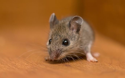 close up of mouse