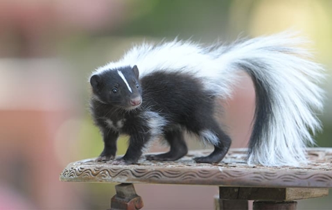 skunk outside