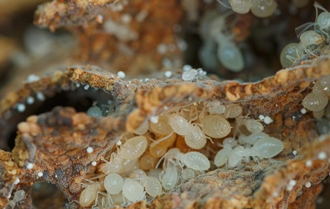 Termites