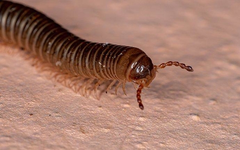 millipede crawling