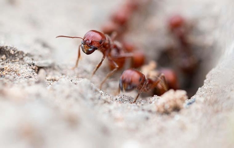 ants crawling on ground