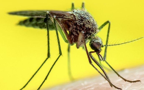 mosquito biting