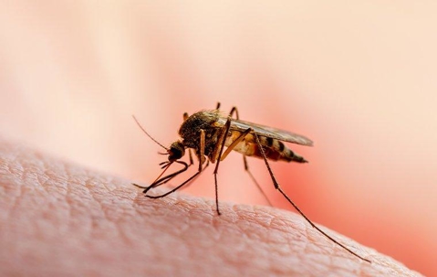 A mosquito biting human skin