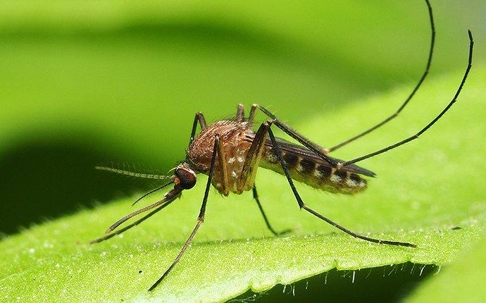 a mosquito landing on a leaf